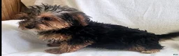 Yorkiepoo dogs for sale: Ziggy - Ad 3