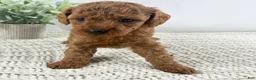 Toy Poodle dogs for sale: Yvonne - Ad 12