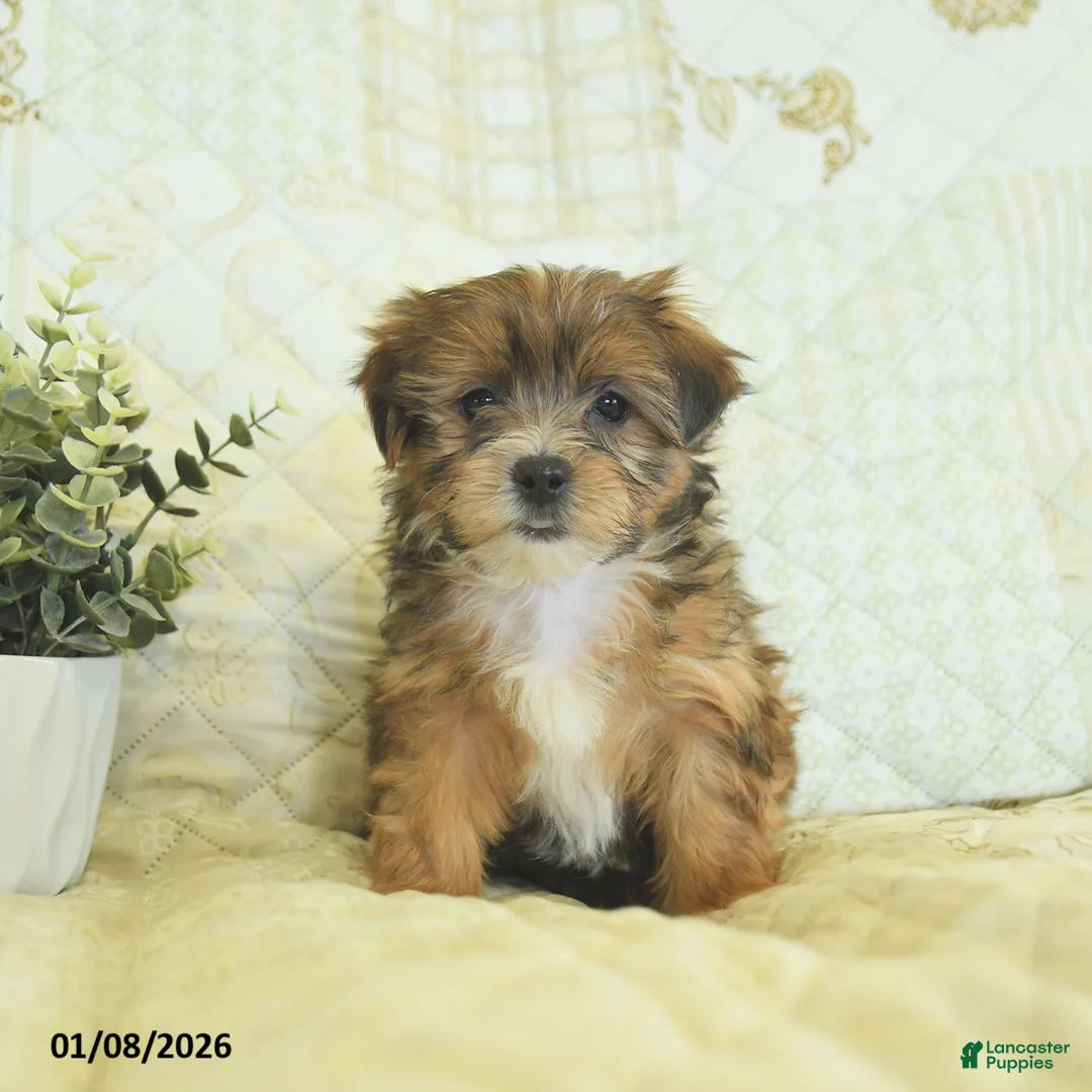 Shorkie dogs for sale: Kyra  - Ad 1