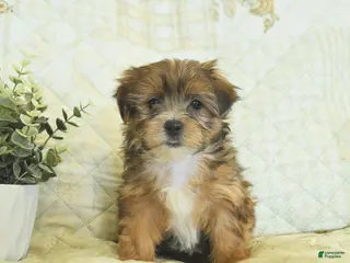 Shorkie dogs Kyra - Ad 12