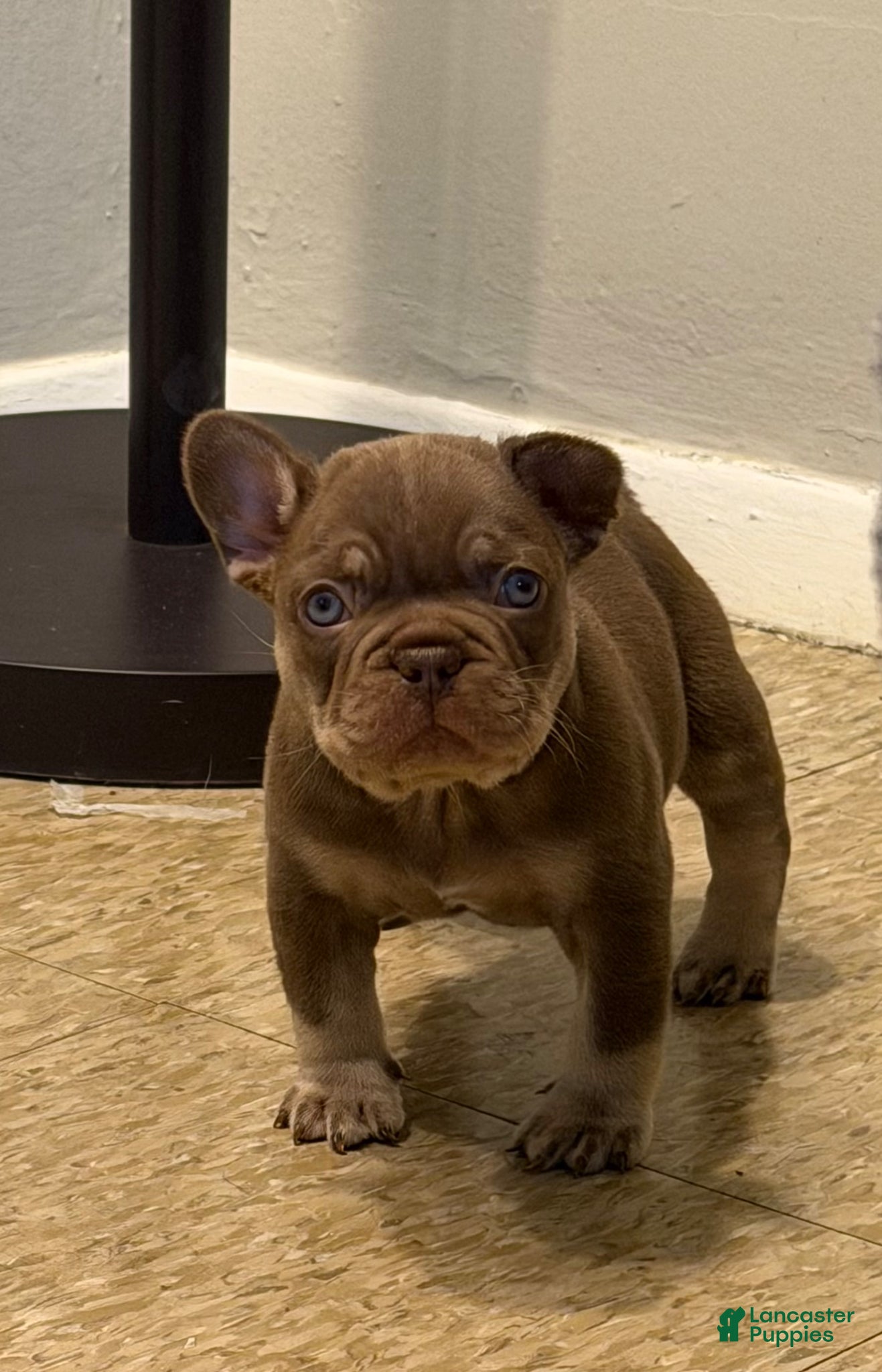 French Bulldog dogs French Bulldog Puppy 2 - Ad 25