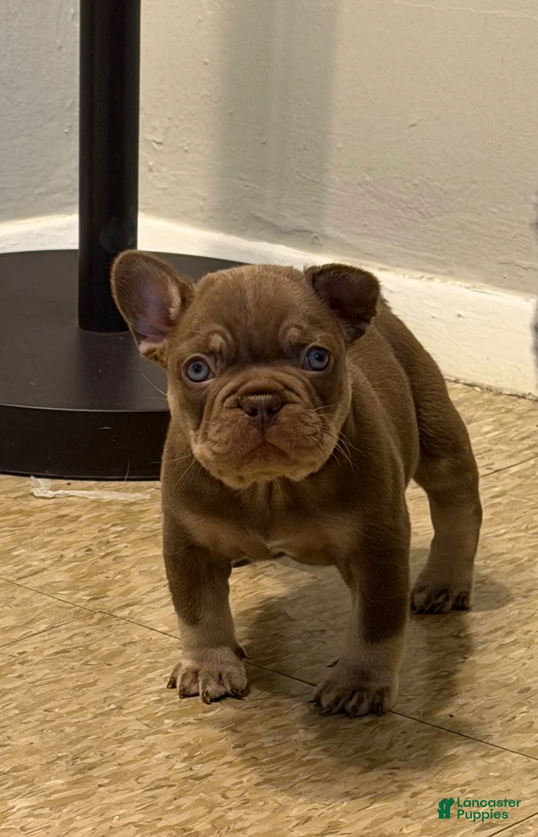 French Bulldog dogs for sale: French Bulldog Puppy 2 - Ad 1