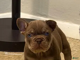 French Bulldog dogs French Bulldog Puppy 2 - Ad 25