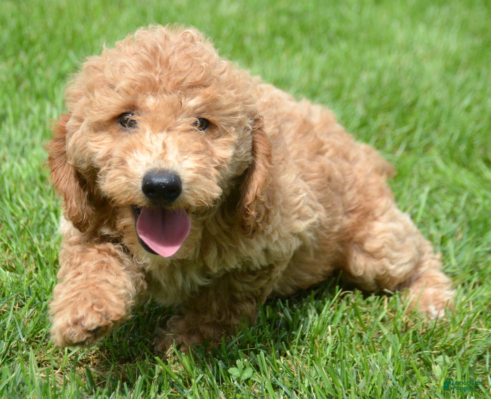 Mini Goldendoodle dogs for sale: Dotty Mini Goldendoodle 2 - Ad 2