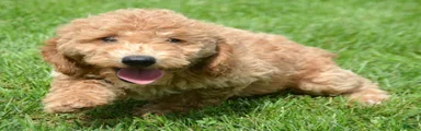 Dotty Mini Goldendoodle 2
