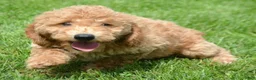 Mini Goldendoodle dogs for sale: Dotty Mini Goldendoodle 2 - Ad 1