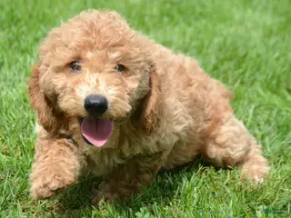 Mini Goldendoodle dogs Dotty Mini Goldendoodle 2 - Ad 3