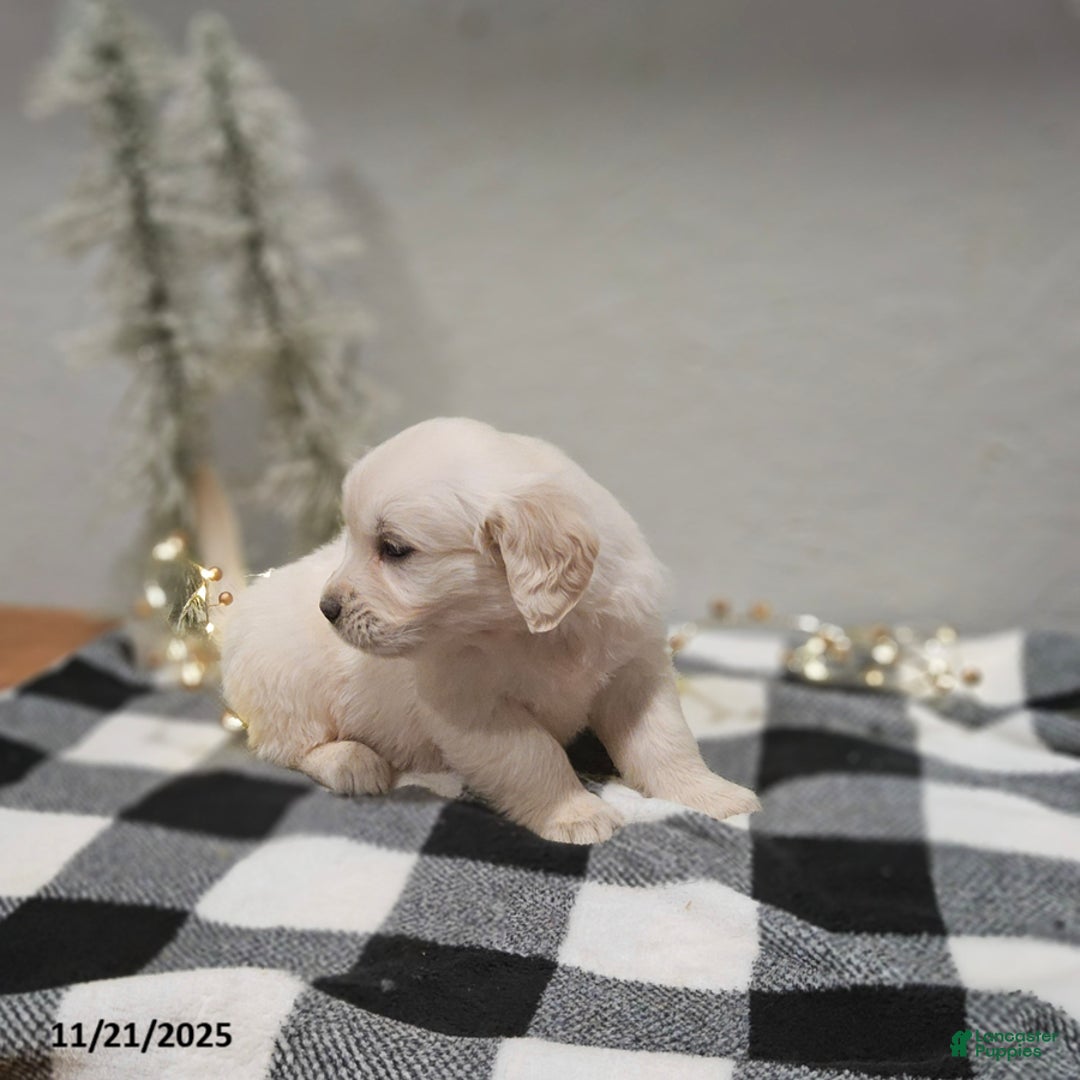 Golden Retriever dogs for sale: Emily - Ad 7