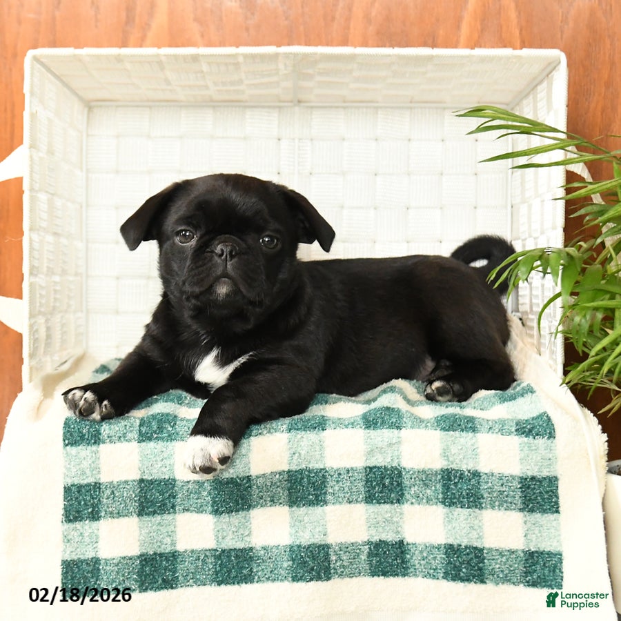 Pug dogs Percy - Ad 2