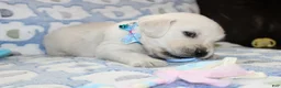 Golden Retriever dogs for sale: 4th choice male avilable - Ad 12