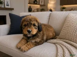 Bernedoodle dogs Rosie ❤️ Red sable tri color Bernedoodle - Ad 14