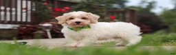 Bichpoo dogs for sale: Benji - Ad 4