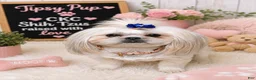 Shih Tzu dogs for sale: Daniel’s - Ad 2