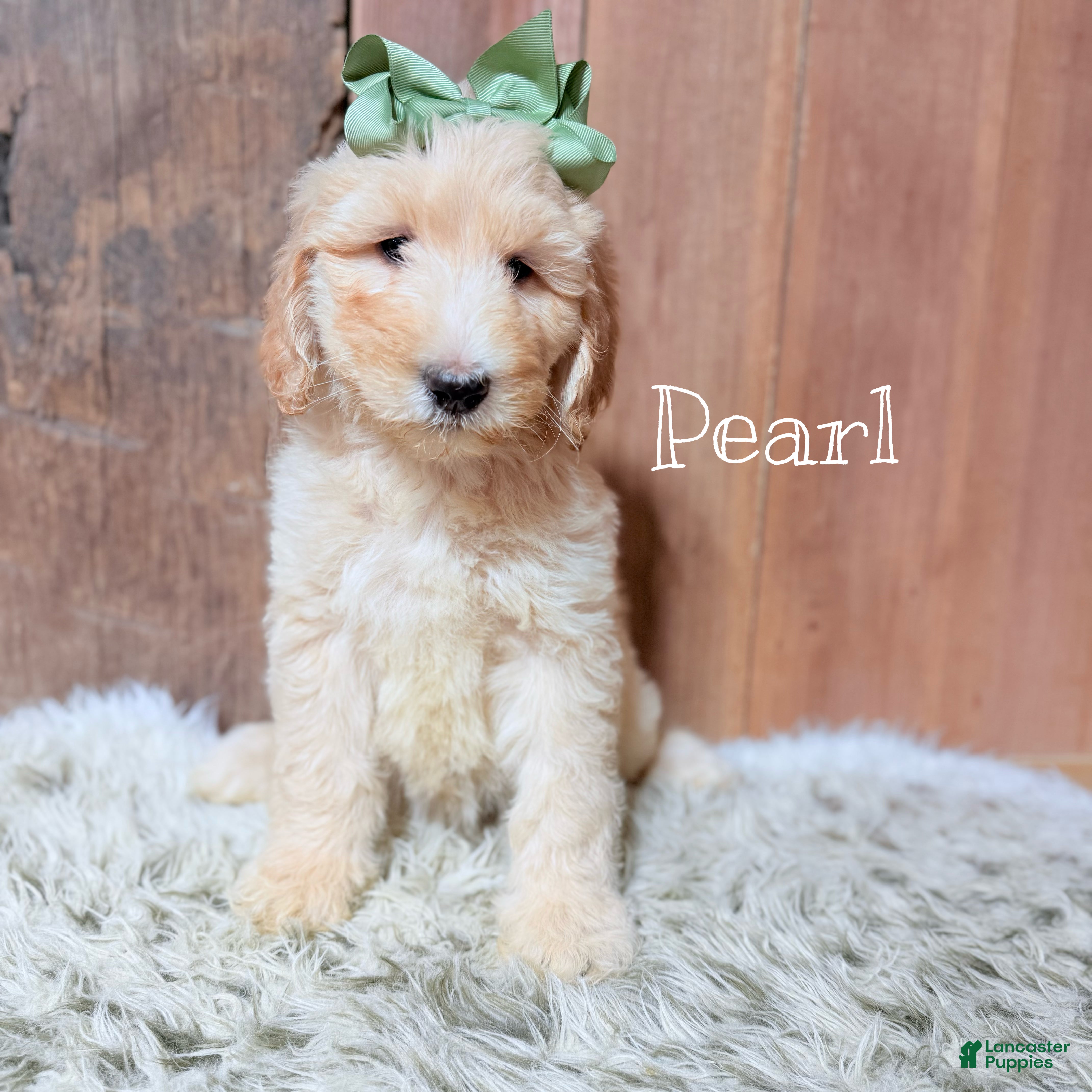 Saint Berdoodles dogs Pearl - Ad 6