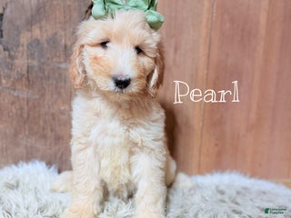 Saint Berdoodles dogs Pearl - Ad 7