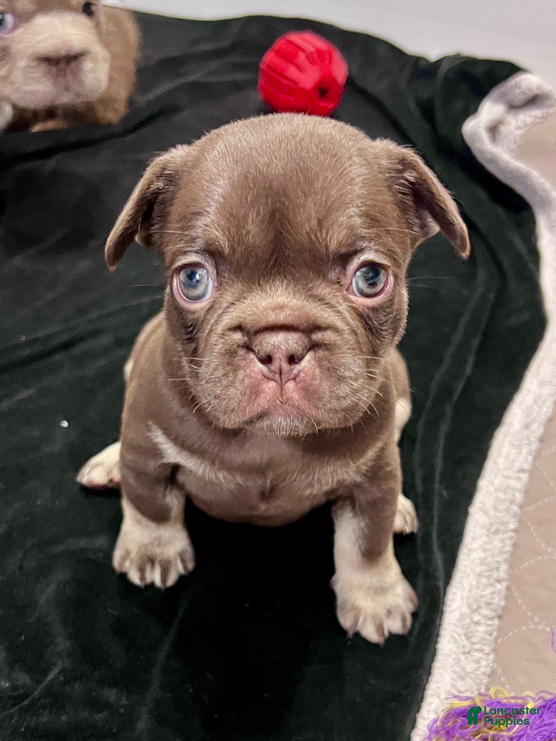 French Bulldog dogs Mocha - Ad 1