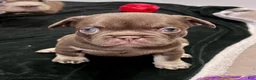 French Bulldog dogs for sale: Mocha - Ad 1