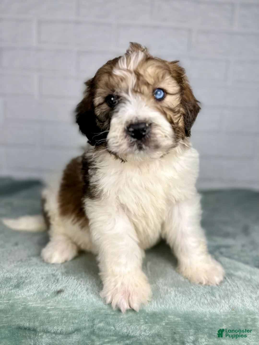 Saint Berdoodles dogs for sale: Dax - Ad 6