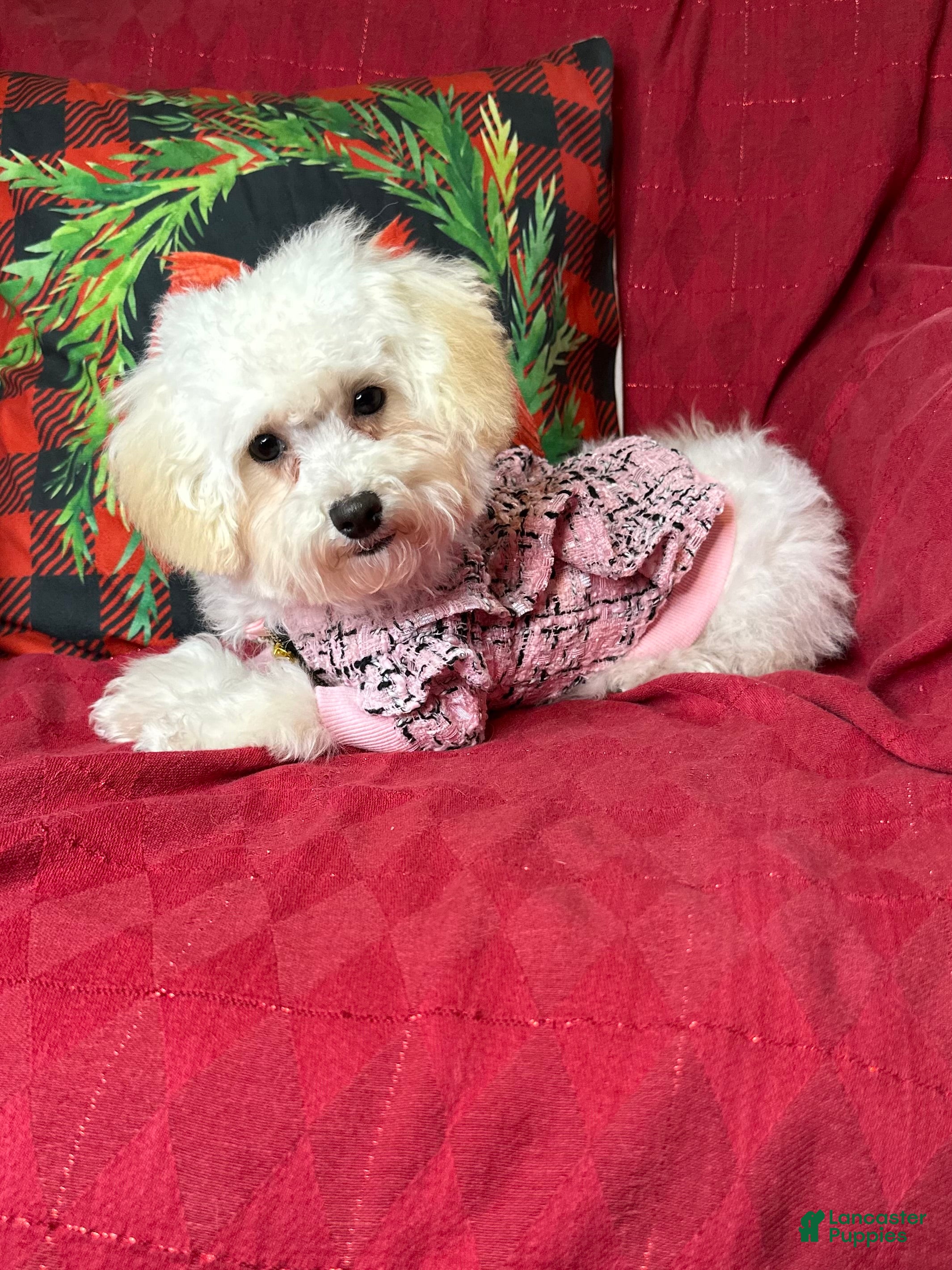 Maltipoo dogs Tootsie  - Ad 3