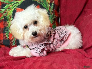 Maltipoo dogs Tootsie - Ad 3