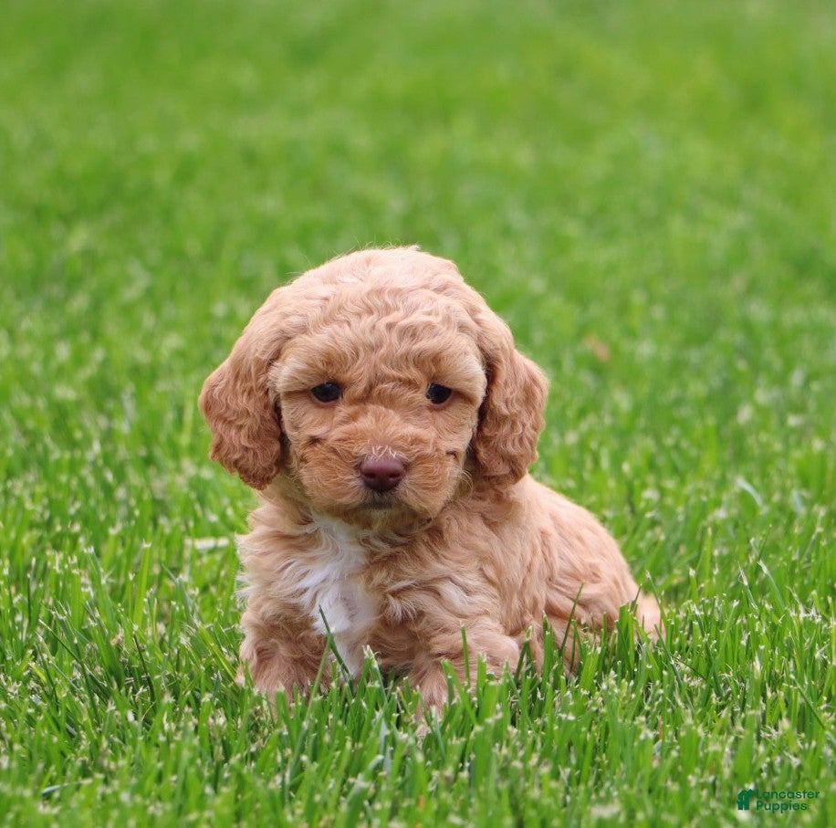 Mixed Breed dogs for sale: Kyla - Ad 4