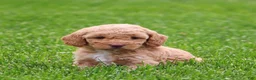 Mixed Breed dogs for sale: Kyla - Ad 1
