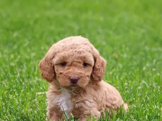 Mixed Breed dogs for sale: Kyla - Ad 4