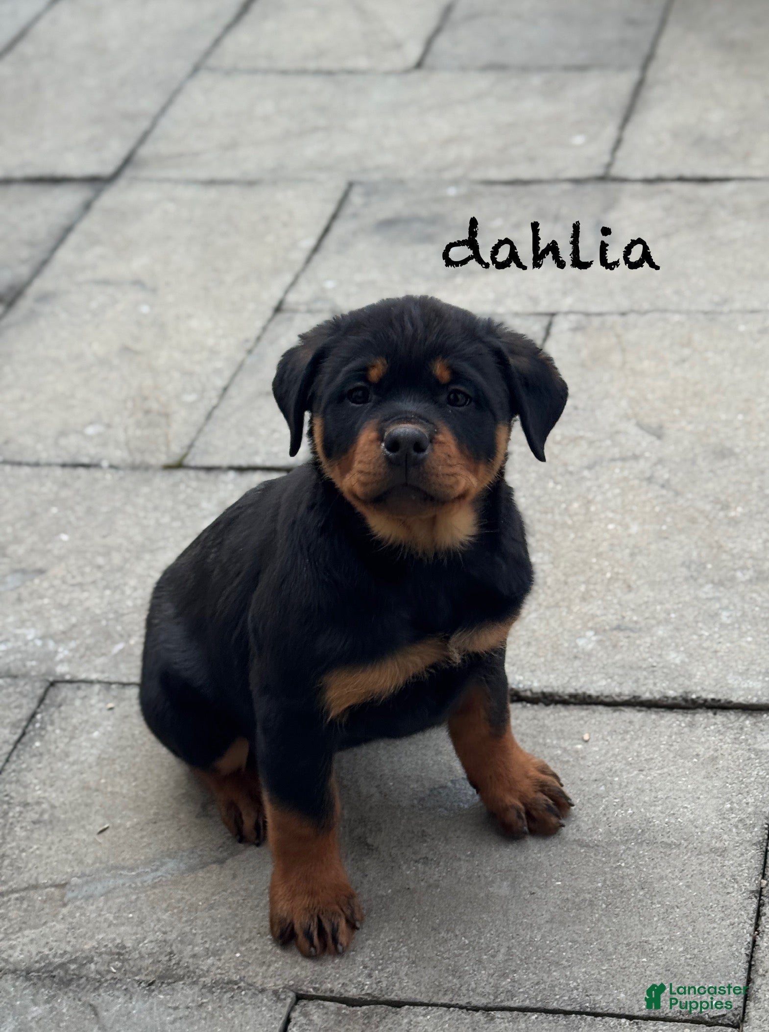 Rottweiler dogs Dahila (long tail)  - Ad 2