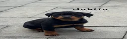 Rottweiler dogs for sale: Dahila (long tail)  - Ad 2