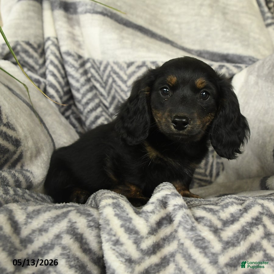 Miniature Dachshund dogs for sale: Acorn - Ad 4