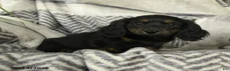 Miniature Dachshund dogs for sale: Acorn - Ad 1
