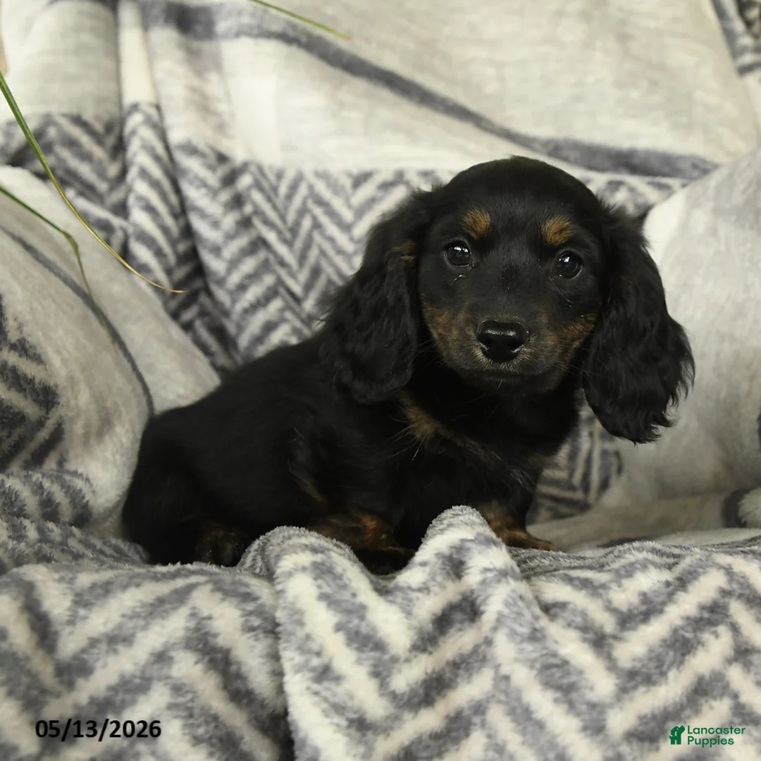 Miniature Dachshund dogs for sale: Acorn - Ad 1