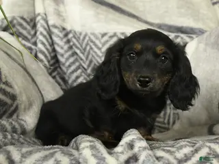 Miniature Dachshund dogs for sale: Acorn - Ad 4