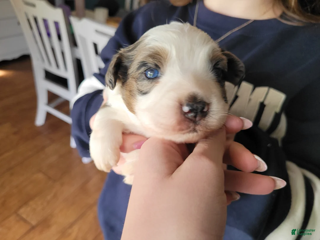Australian Shepherd dogs for sale: Maverick  - Ad 2