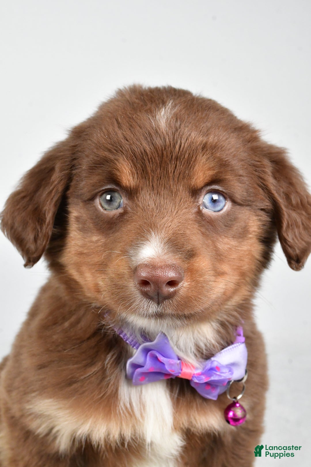 Miniature Australian Shepherd dogs for sale: Robin - Ad 10