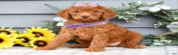 Standard Poodle dogs for sale: Rosie - Ad 4