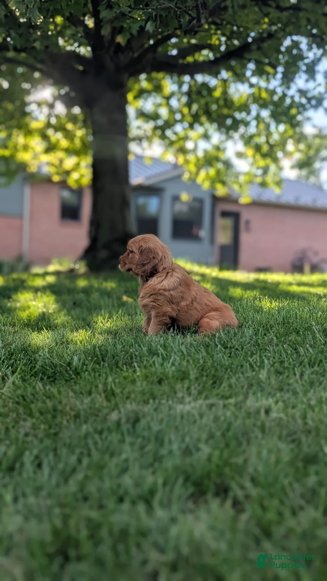 Golden Retriever dogs for sale: Chloe - Ad 2