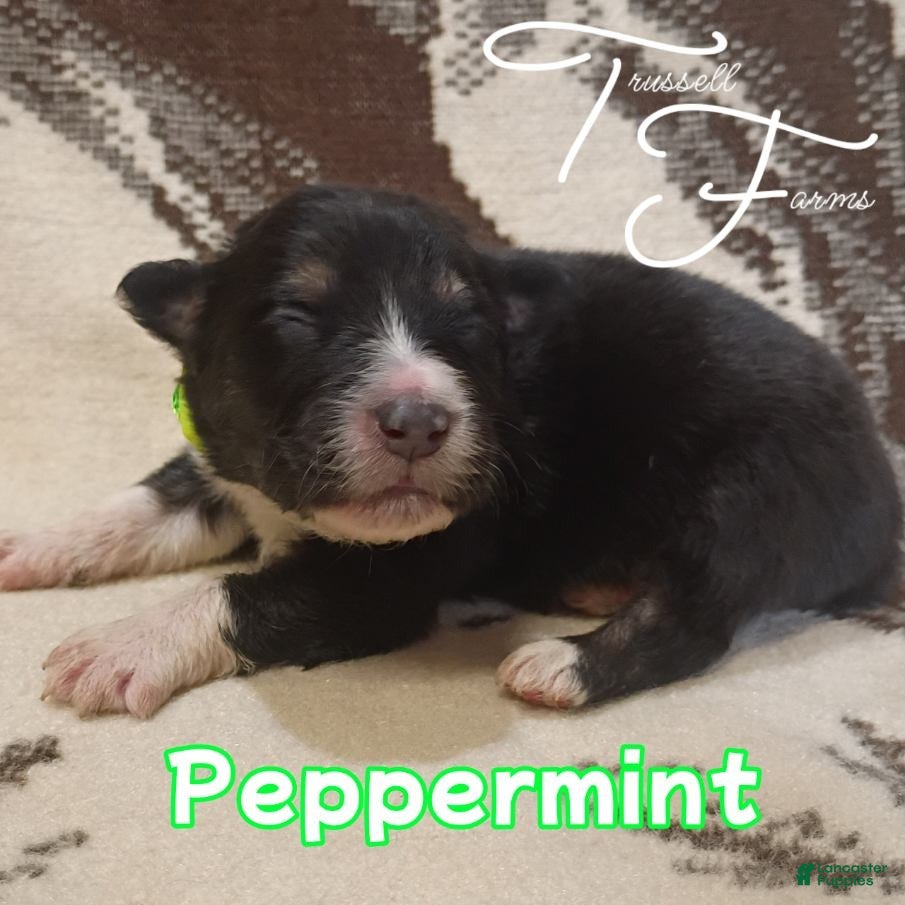 Australian Shepherd dogs Peppermint - Ad 1