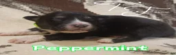 Australian Shepherd dogs for sale: Peppermint - Ad 1