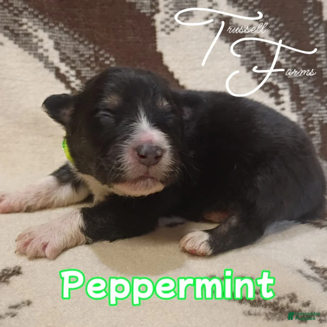 Australian Shepherd dogs for sale: Peppermint - Ad 1
