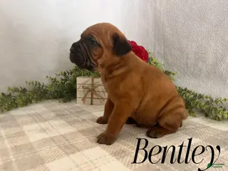 Cane Corso dogs Bentley - Ad 26