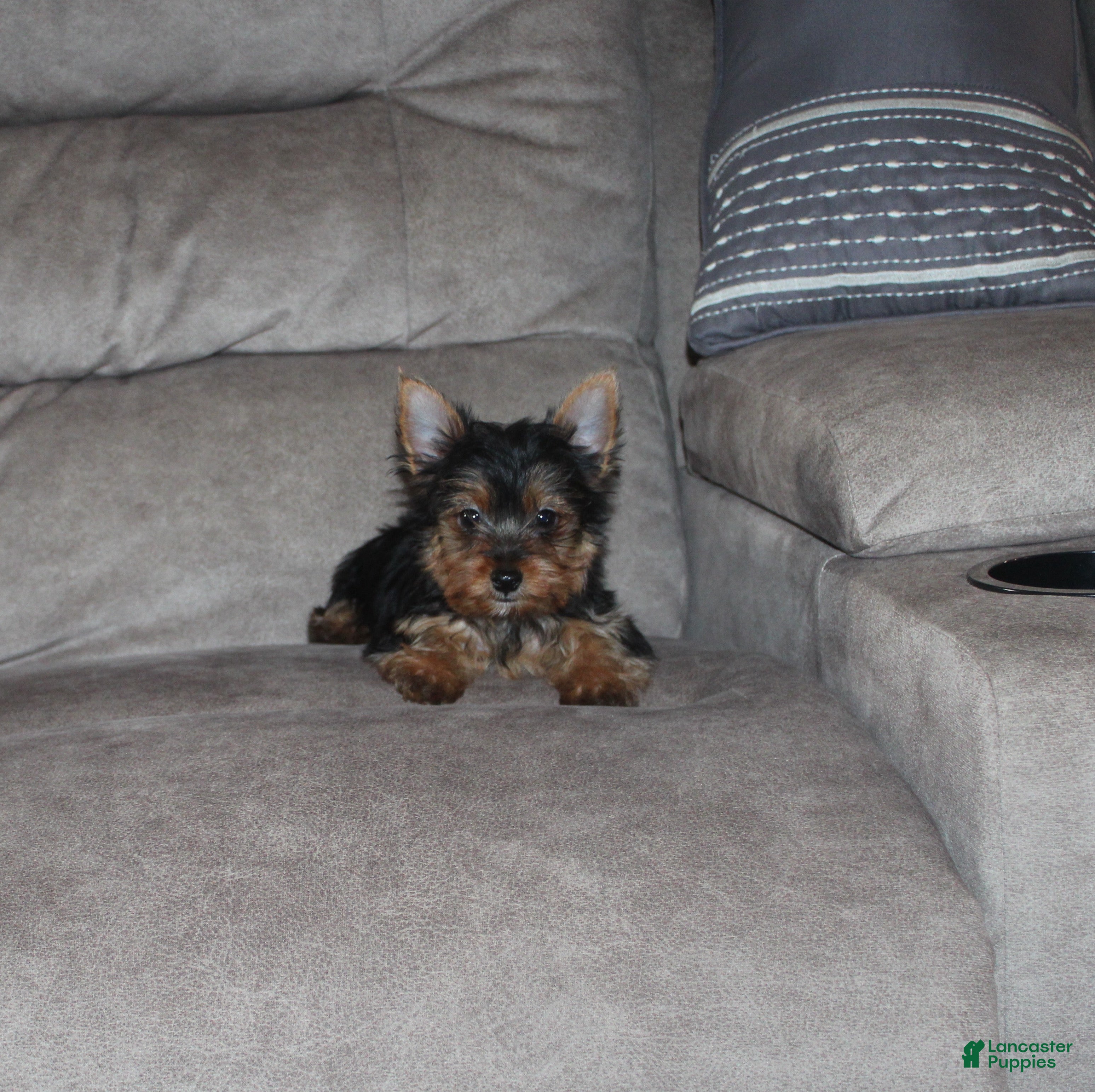 Yorkshire Terrier dogs Jessi - Ad 1
