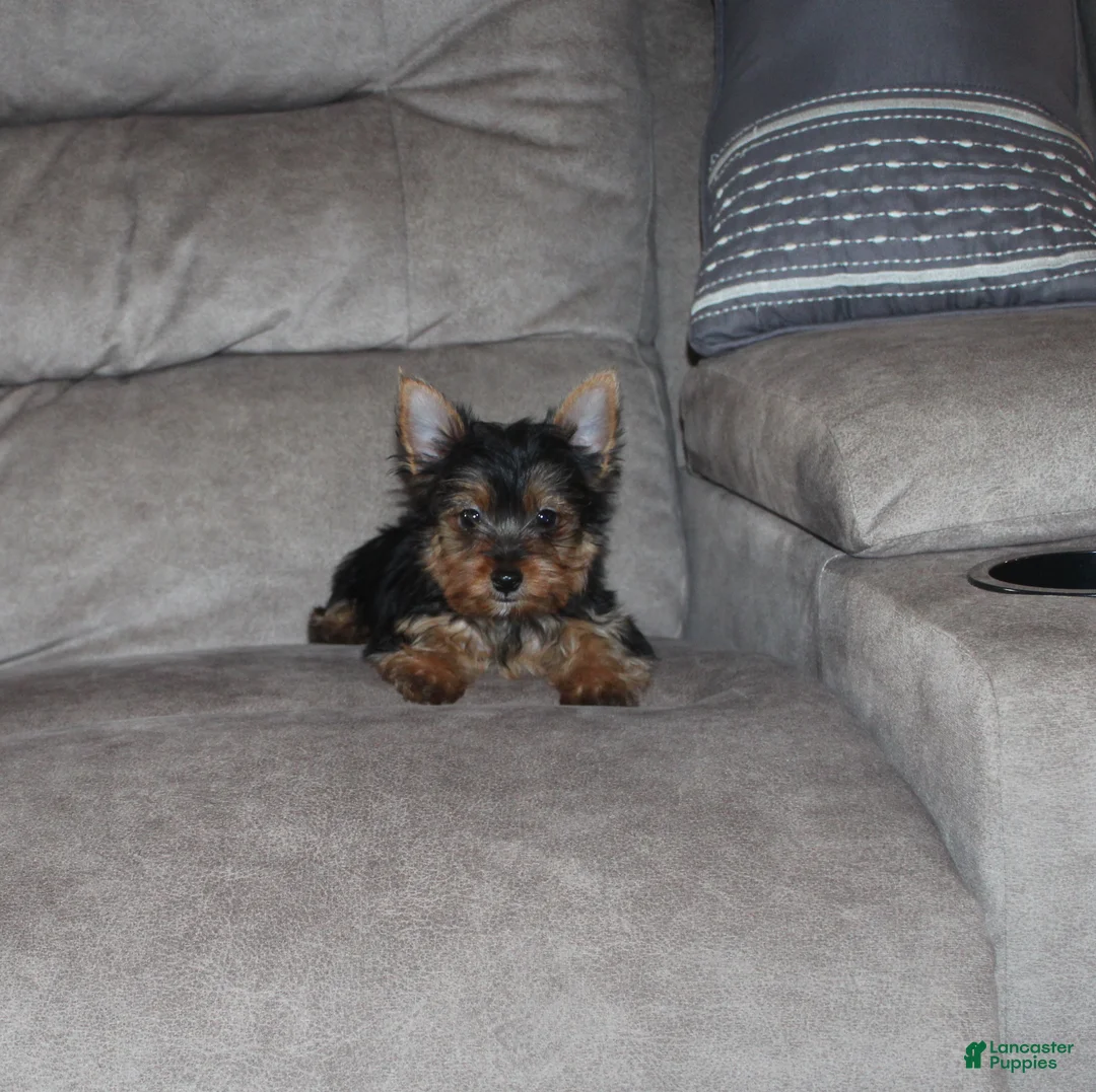 Yorkshire Terrier dogs for sale: Jessi - Ad 1