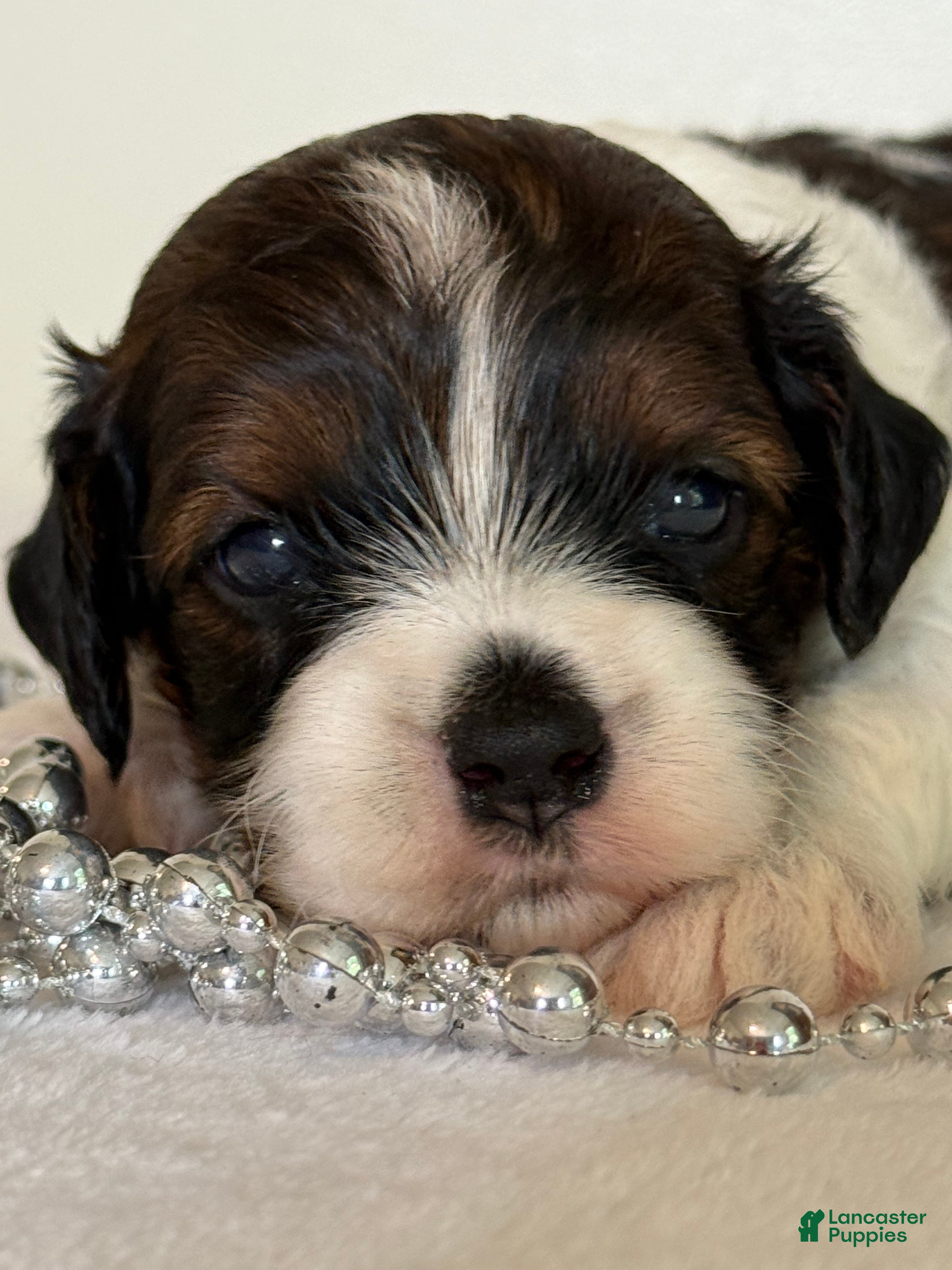 Cavapoo dogs Blueberry Cavapoo  - Ad 1