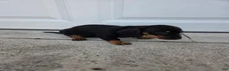 Dachshund dogs for sale: Poppy - Ad 5