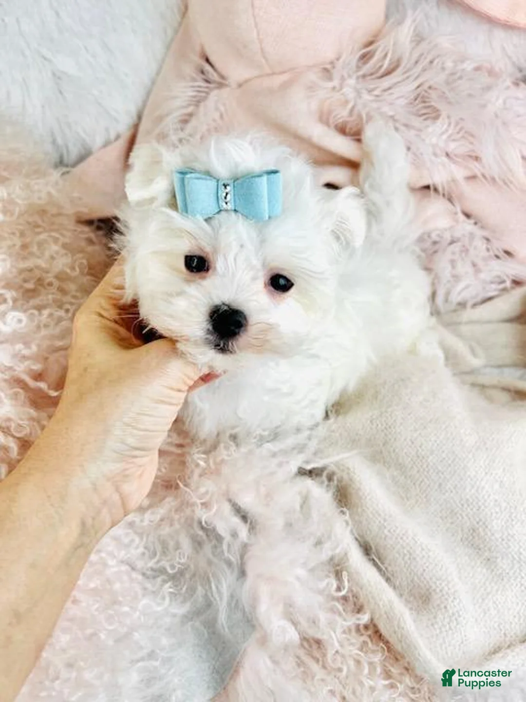 Maltese dogs for sale: Maltese Puppy 1 - Ad 1