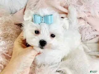 Maltese dogs Maltese Puppy 1 - Ad 4