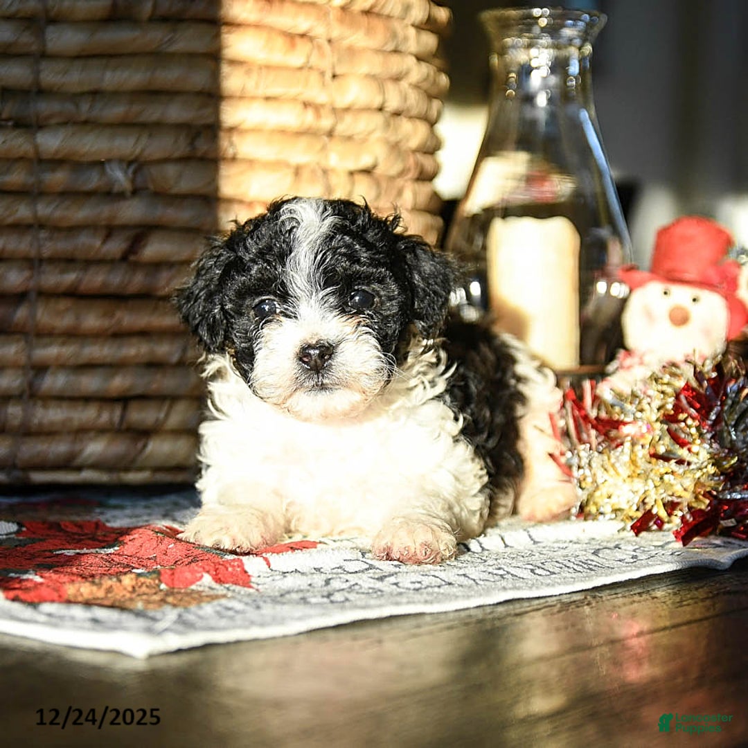 Shihpoo dogs for sale: Gingersnap - Ad 3