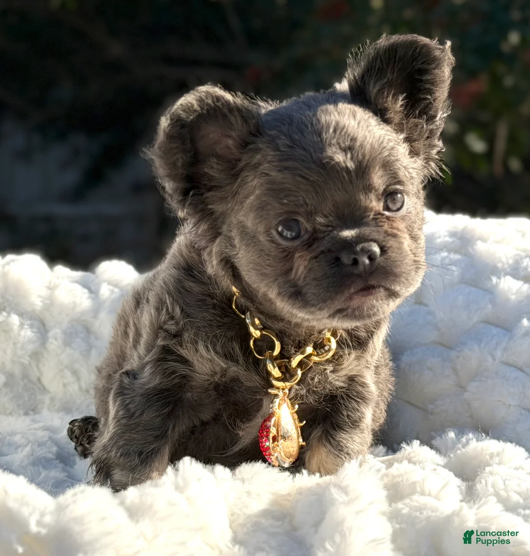 French Bulldog dogs for sale: Miss Halo - Ad 5