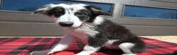 Mixed Breed dogs for sale: Australian Shepherd Puppy 6 Sparky - Ad 2